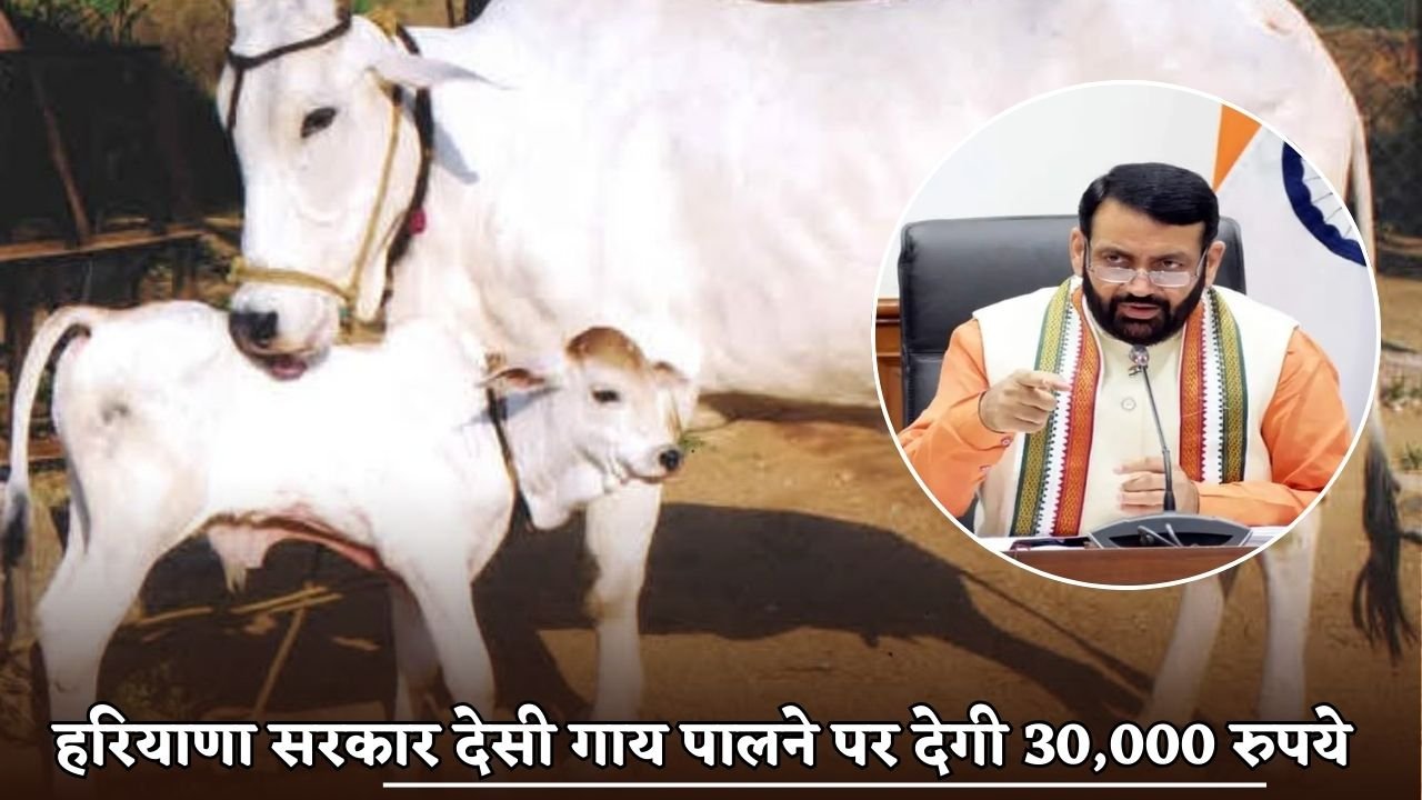 Haryana govt will give Rs 30,000 for rearing indigenous cows.