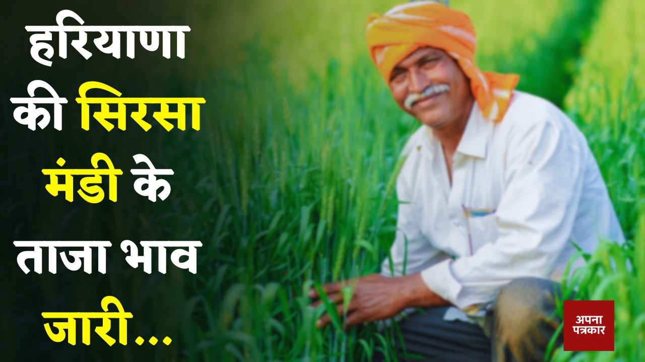 Mandi Bhav: Latest prices of Sirsa