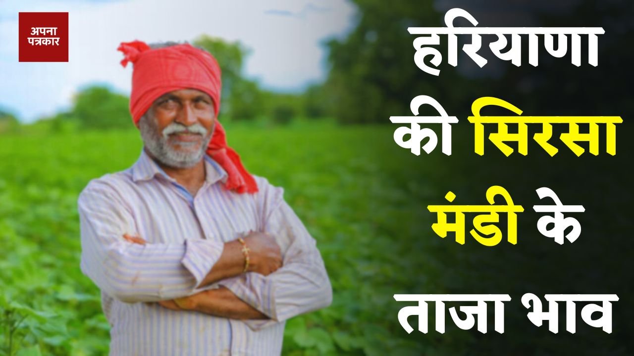 Mandi Bhav: Latest prices of Sirsa Mandi