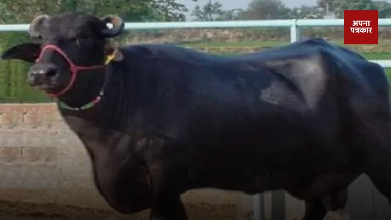 Haryana: Online buffalo fraud