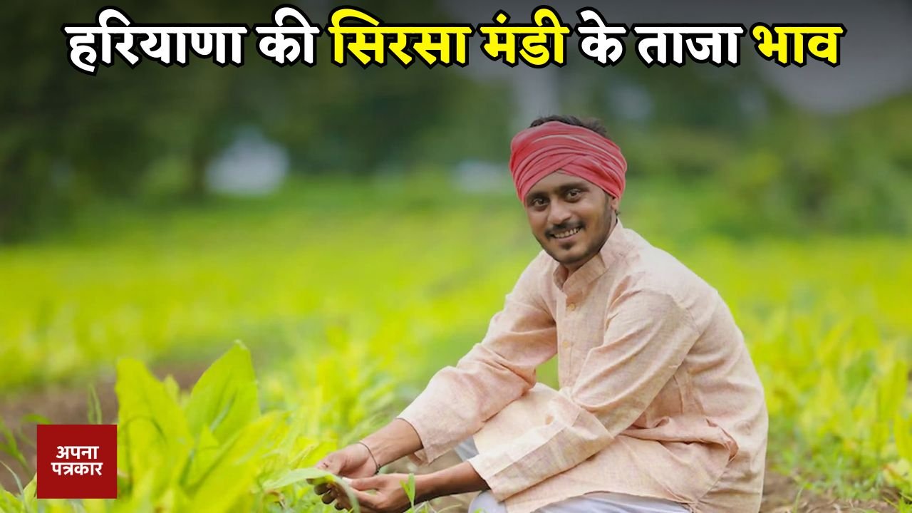 Mandi Bhav: Latest prices of Haryana